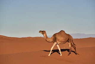Startups Camelos
