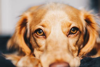 7 Effective Ways Recommended By Experts To Keep Your Anxious Dog Calm