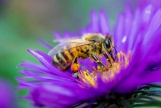 Busy Bees On A Honey Spree