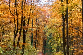 a blonde woman wearing a fur-edged hooded parka, walking by herself down a dirt road in the middle of a forest of tall trees, whose colors have turned brilliant yellows and oranges in the fall.