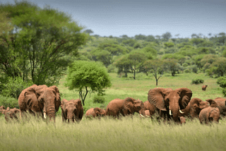 TOP 6 WILDLIFE SAFARI DESTINATIONS TO VISIT IN AFRICA