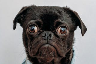 Black dog dressed in clothes looking at camera