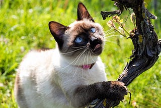 Unusual Cat Behaviors Explained: Why Your Cat Does That Weird Thing