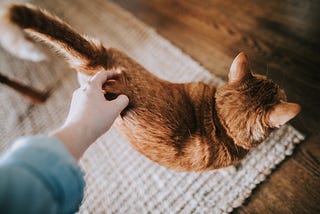 A Pet Therapy Story — How I recovered from a serious car accident / 2