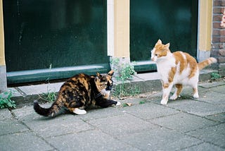 4 Reasons Why Maintaining a Dignified Distance Is…