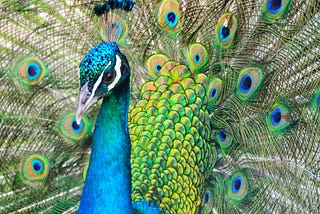 Vivid character in the form of a Peacock