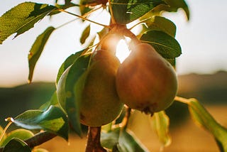 A pair of pears on the tree with the sun shining behind.