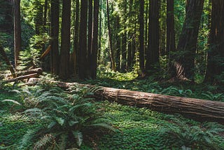 A fallen redwood