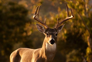 The “Not-Deer” and why you should be wary of Bambi.