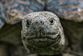 Whispers from the Wild: 6 Takeaways from a Turtle Encounter