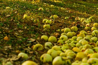 Apple of My Eye