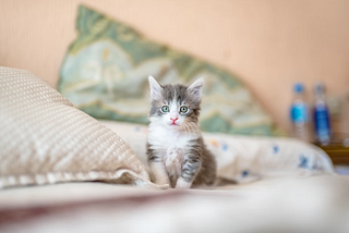 Purrplexed Appetite: When Your Cat is Not Eating It’s Time For An Anorexia Check
