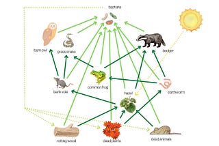 How to create a UK food web using Canva