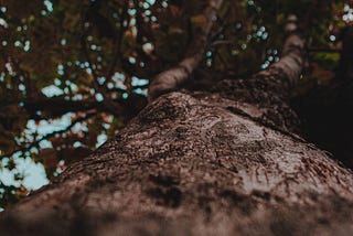 Underneath The Mango Tree