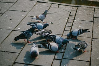 5 Birds That Will Change Your Opinion of Pigeons