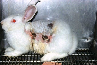 Is Animal Experimentation Useful and Necessary?