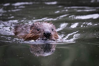Beaver releases: Protesting Cairngorms farmers getting things out of proportion — Philip Lymbery