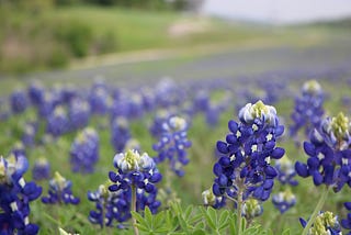 A close-up photo of Bluebonnet flowers