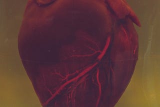 A preserved human heart with a prominent vein in a glass jar