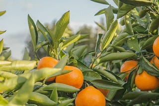tangerine fruits