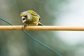 A small yellow bird perched on a bamboo stick looking angry and like it’s yelling at someone.