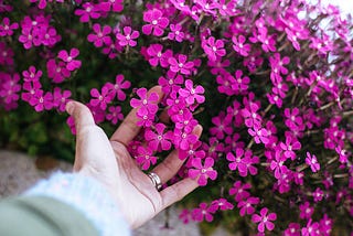 hand reaching into purple flowers