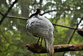 The Silver Pheasant