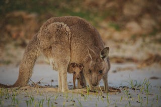 Australia’s Wildlife — Discover Unique Animals and Plants