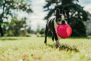 Walnut-for-brains Boston Terrier