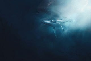 Fishing For Space Whales