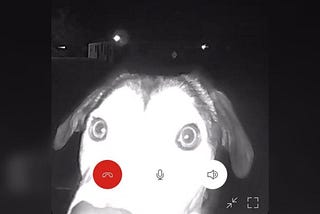 Lost Dog Walks 10 Miles to Ring Shelter’s Doorbell with Her Nose