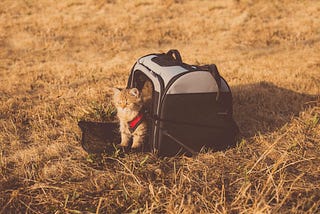 Tips on Traveling With a Cat