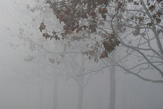 Trees obscured by fog