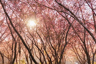 What Trees Whisper When the Wind Blows