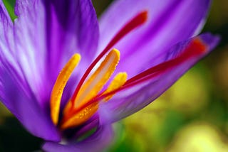 Purple crocus flower