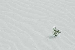 Picture of a lone plant alive in a vast white snowy field. It signifies being alive even when surrounded by numbness.