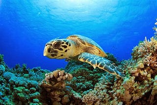 Fun Facts About Sea Turtles