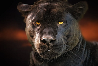 A black Panther, staring into the camera
