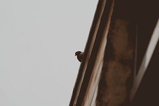 Suicidal Pigeon