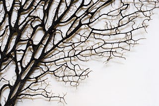 tree branches with no leaves against a white background