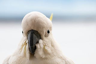 Crafty Cockatoos Crack the Code