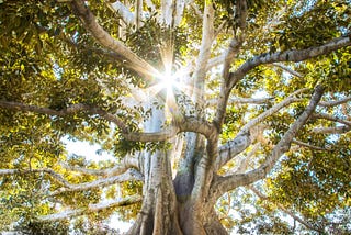 A large tree with light shining through to signify a family tree
