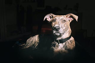 a dog in the dark