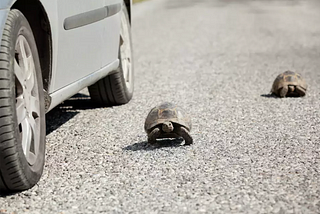 Texas roads now featuring lovestruck turtles ignoring traffic laws
