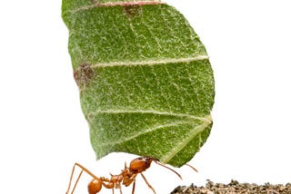 Ants may teach us sustainable mining