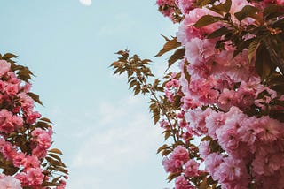 Gorgeous dark pink cherry blossom against a spring blue sky.
