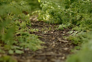 A narrow woodland path bordered tightly by green ferns