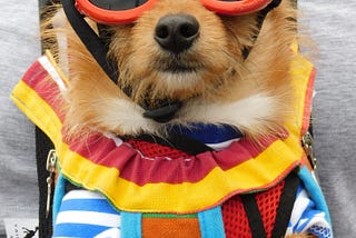 A chihuahua in sunglasses and dog clothes strapped into a doggie carrier