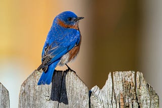 On Birds