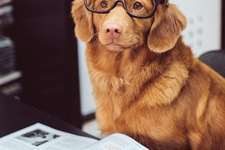 Is Your Dog Ready for College?